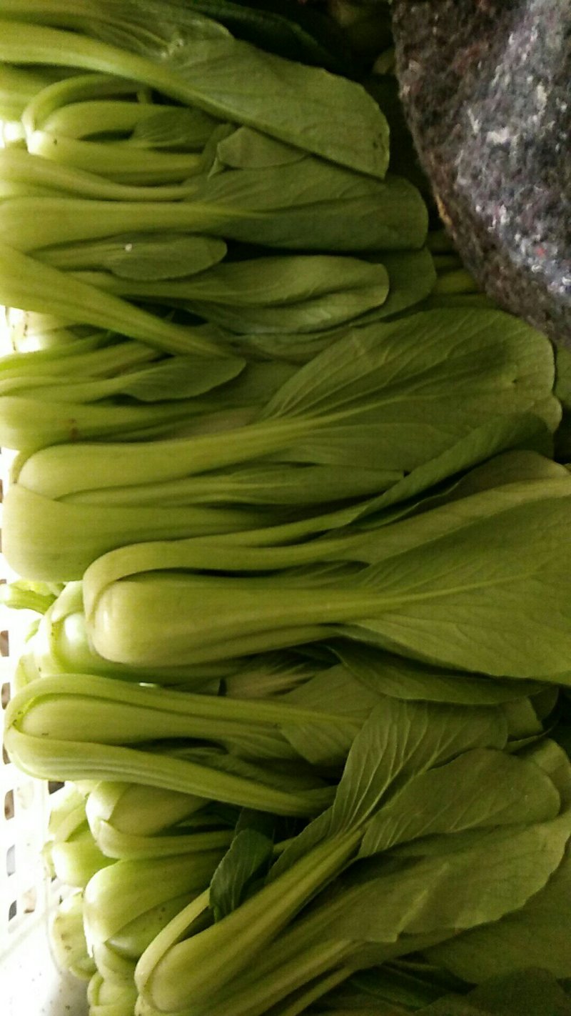上海青小油菜小白菜