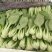 上海青小油菜小白菜