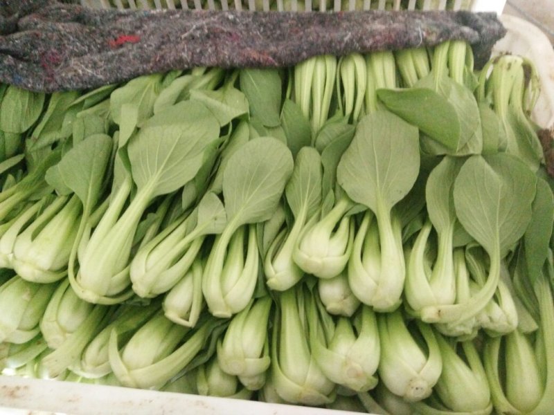 上海青小油菜小白菜
