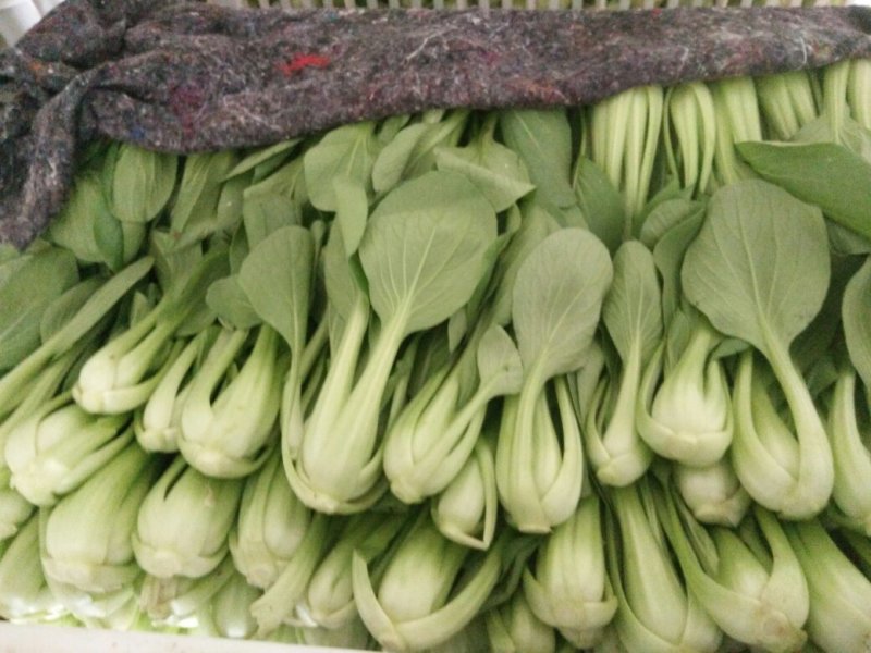 上海青小油菜小白菜