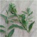 菜枸杞苗菜用枸杞种子枸杞芽种苗叶用枸杞苗高产枸杞头种子