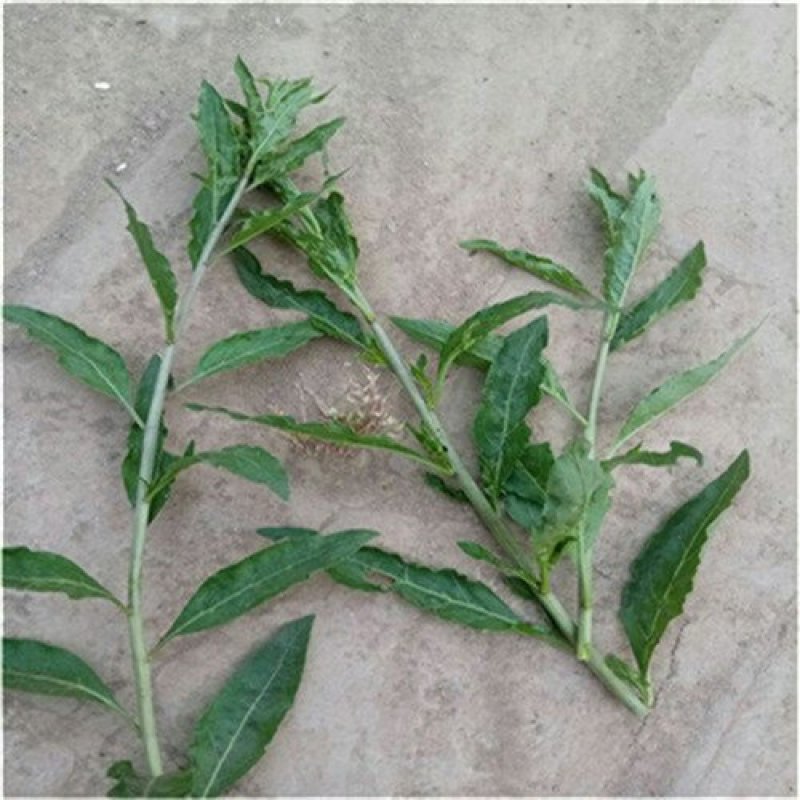 菜枸杞苗菜用枸杞种子枸杞芽种苗叶用枸杞苗高产枸杞头种子