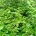菜枸杞苗菜用枸杞种子枸杞芽种苗叶用枸杞苗高产枸杞头种子