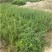 菜枸杞苗菜用枸杞种子枸杞芽种苗叶用枸杞苗高产枸杞头种子