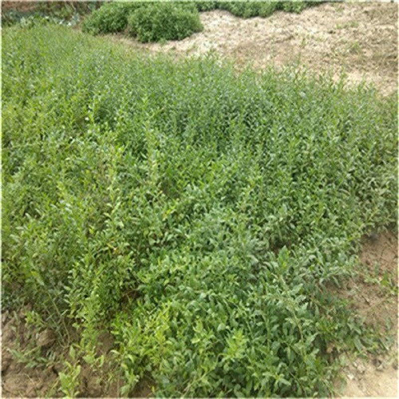 菜枸杞苗菜用枸杞种子枸杞芽种苗叶用枸杞苗高产枸杞头种子