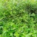 菜枸杞苗菜用枸杞种子枸杞芽种苗叶用枸杞苗高产枸杞头种子