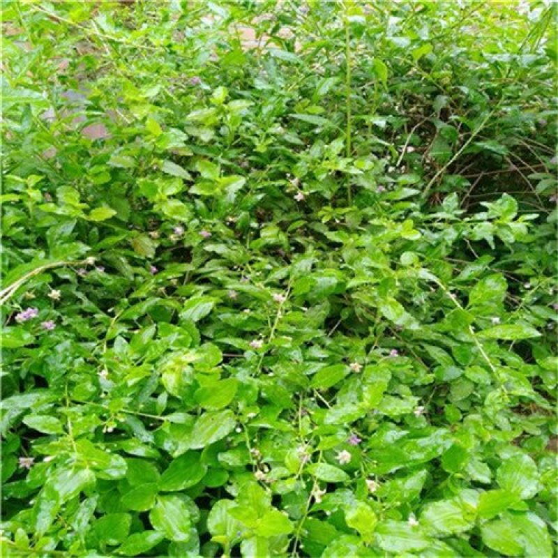 菜枸杞苗菜用枸杞种子枸杞芽种苗叶用枸杞苗高产枸杞头种子