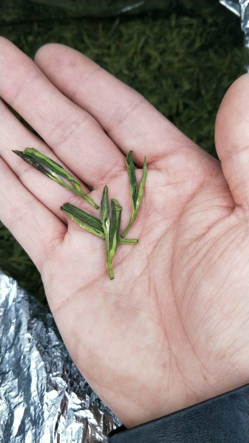 龙井茶