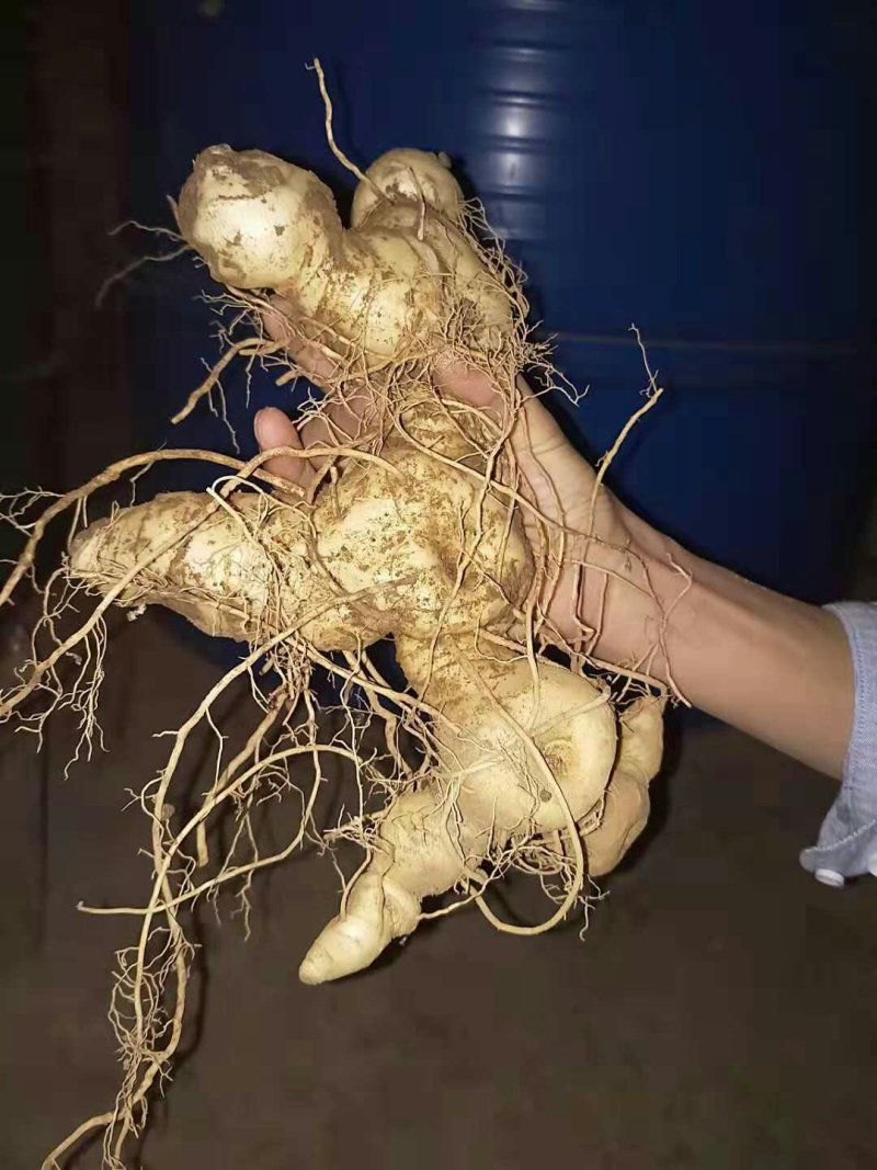 野生黄精