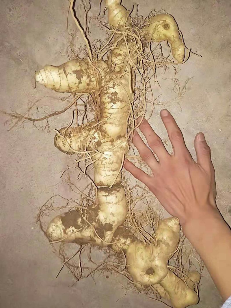 野生黄精