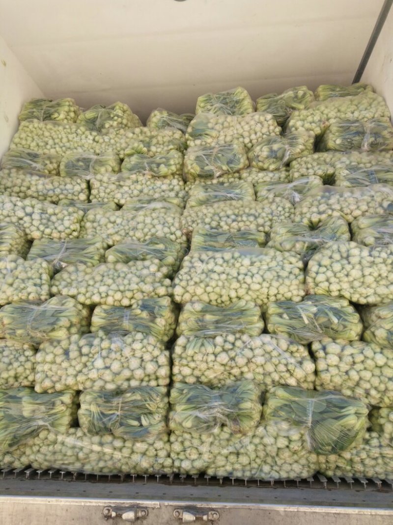 曹县油菜