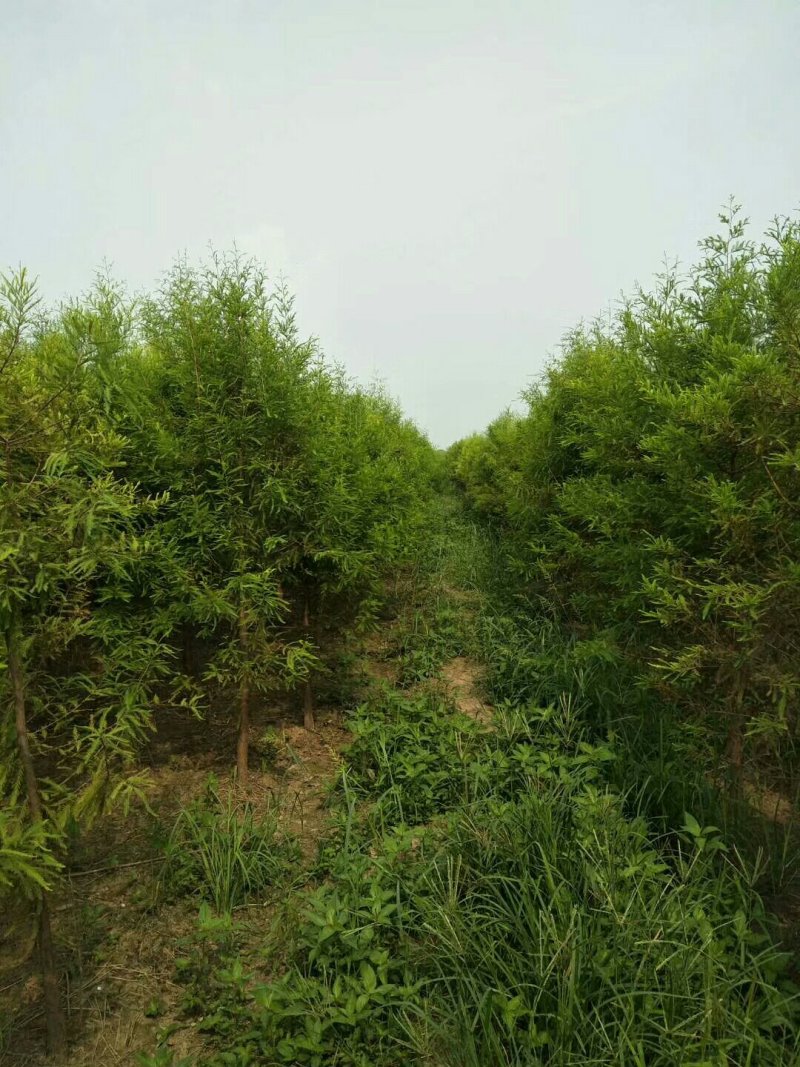 黄山栾树