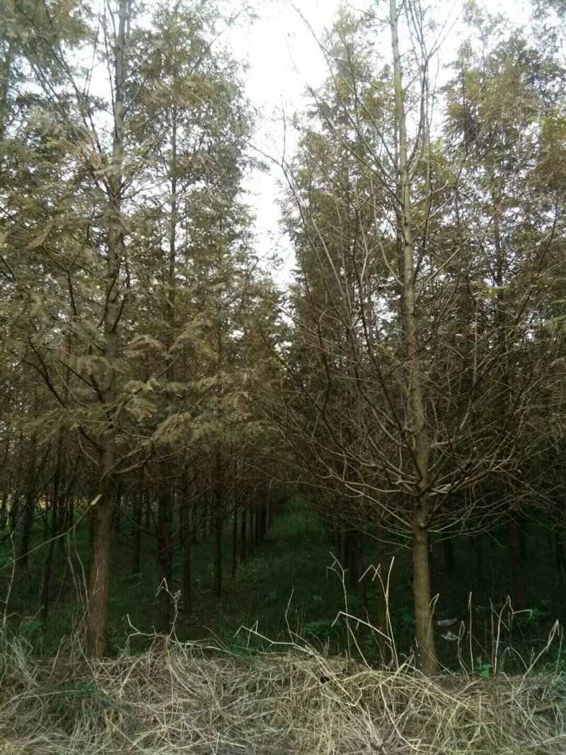 黄山栾树