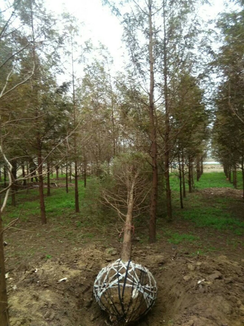 黄山栾树