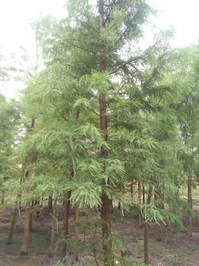 黄山栾树