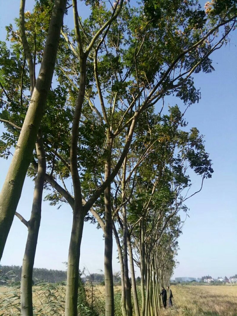 黄山栾树
