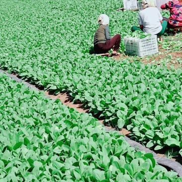 山东油菜
