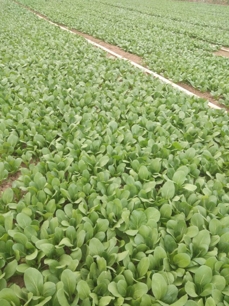 油菜