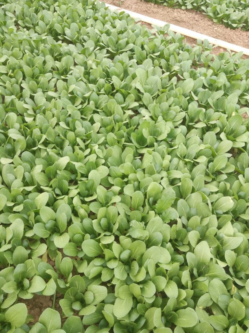 油菜