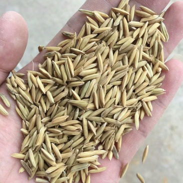 黄花粘