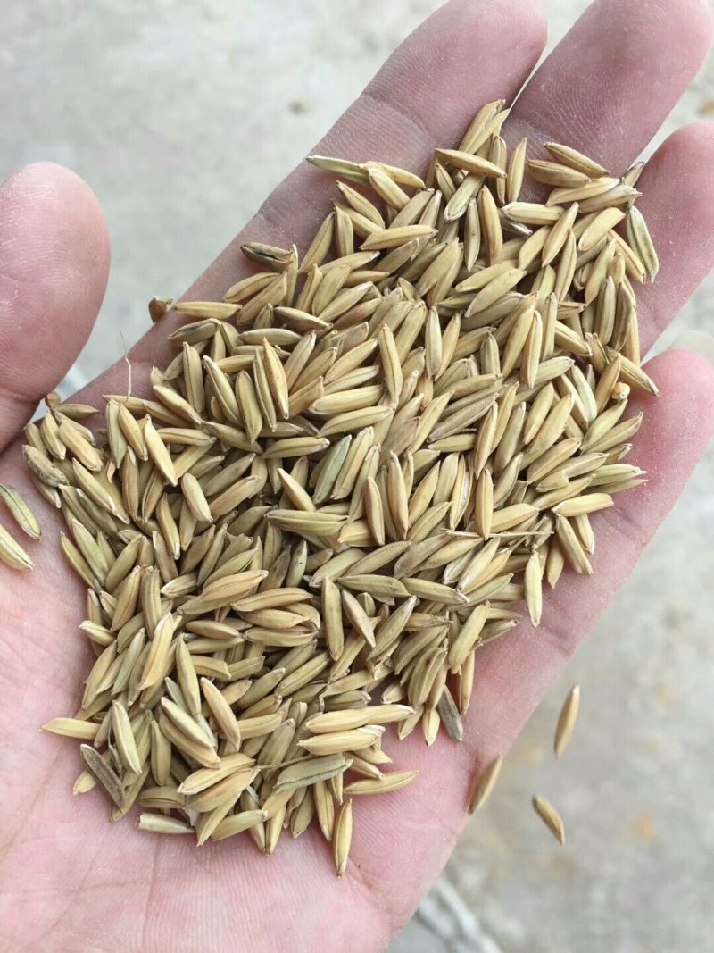 黄花粘