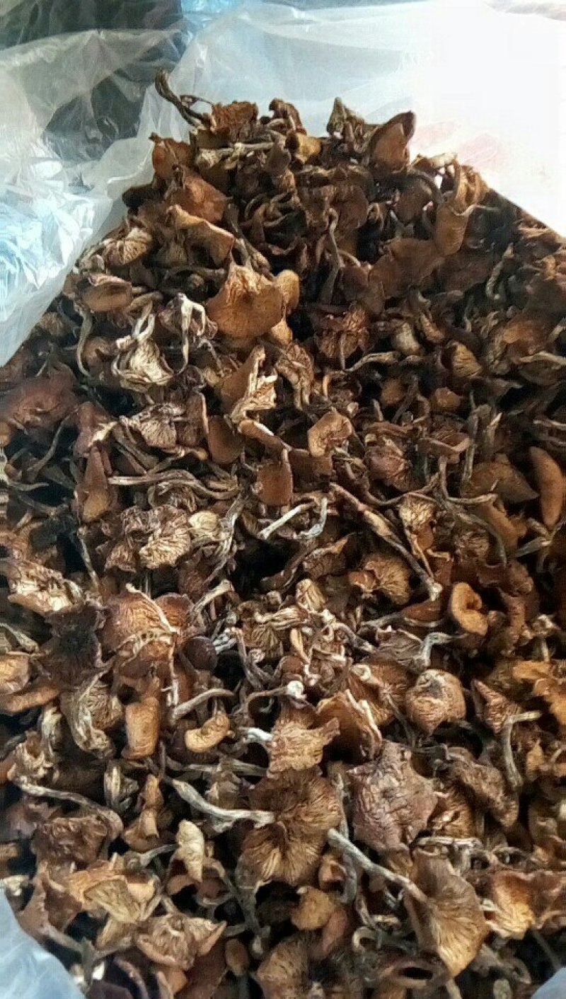 东北野生小鸡炖蘑菇蘑菇，还是小时的味道