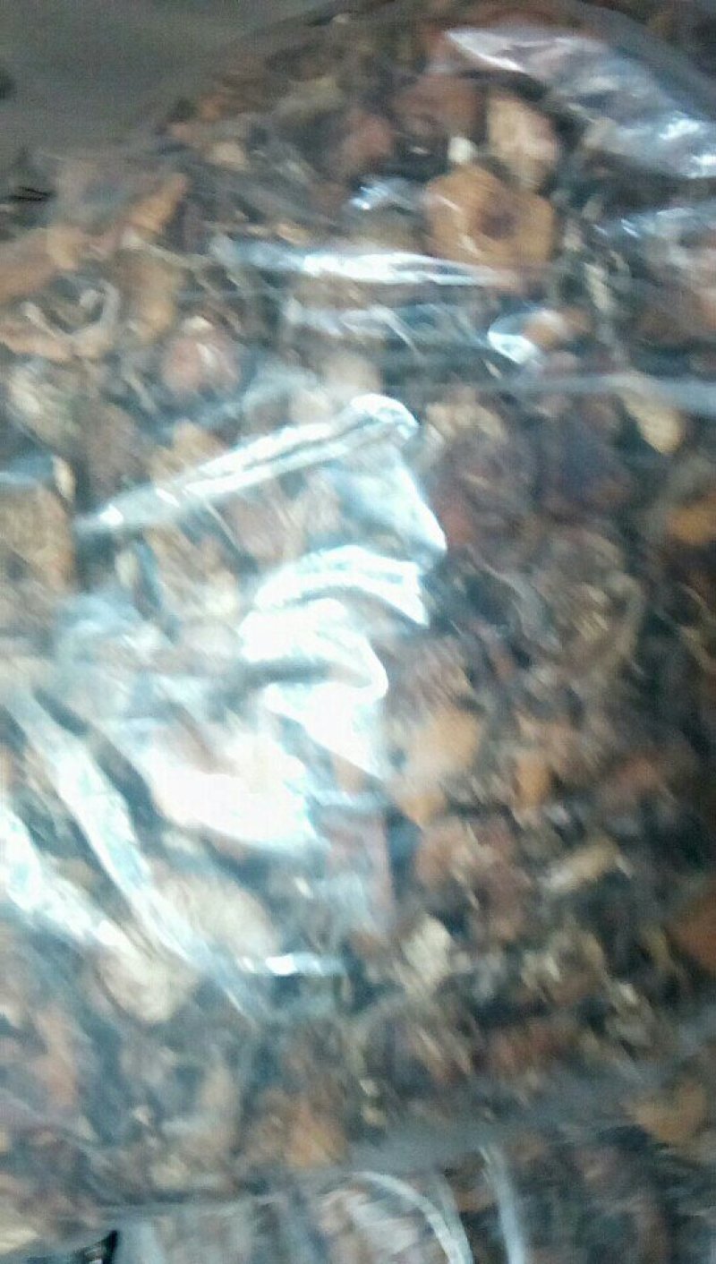 东北野生小鸡炖蘑菇蘑菇，还是小时的味道