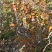 映山红干枝、盆栽、树桩