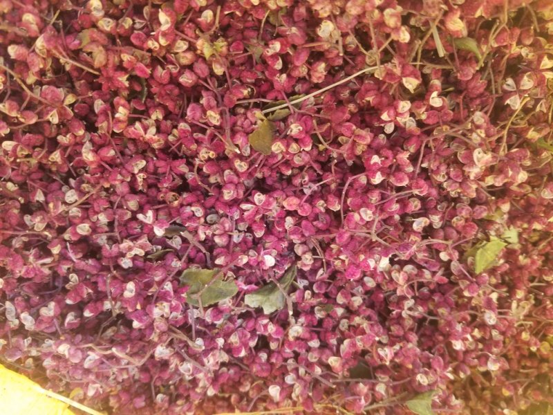 甘肃临夏，精品花椒，