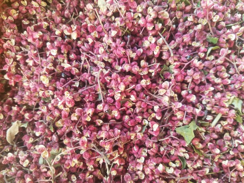 甘肃临夏，精品花椒，