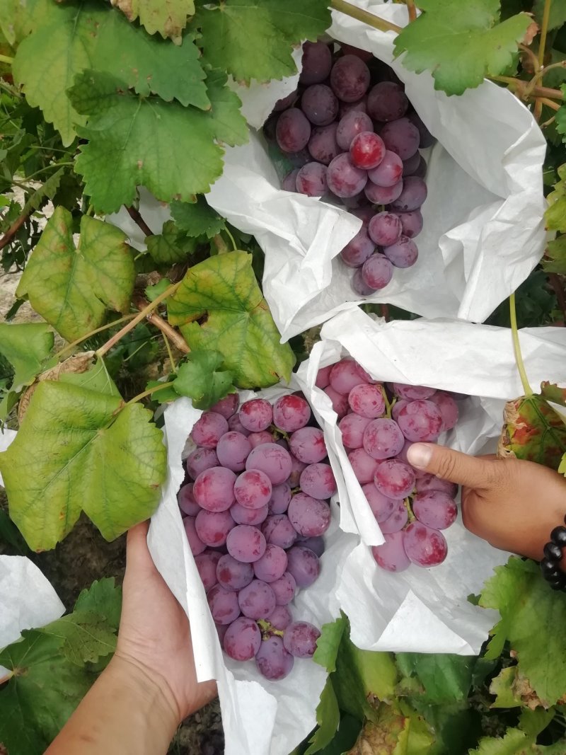 大荔红提葡萄批发，优质红提葡萄基地，万亩红提葡萄行情