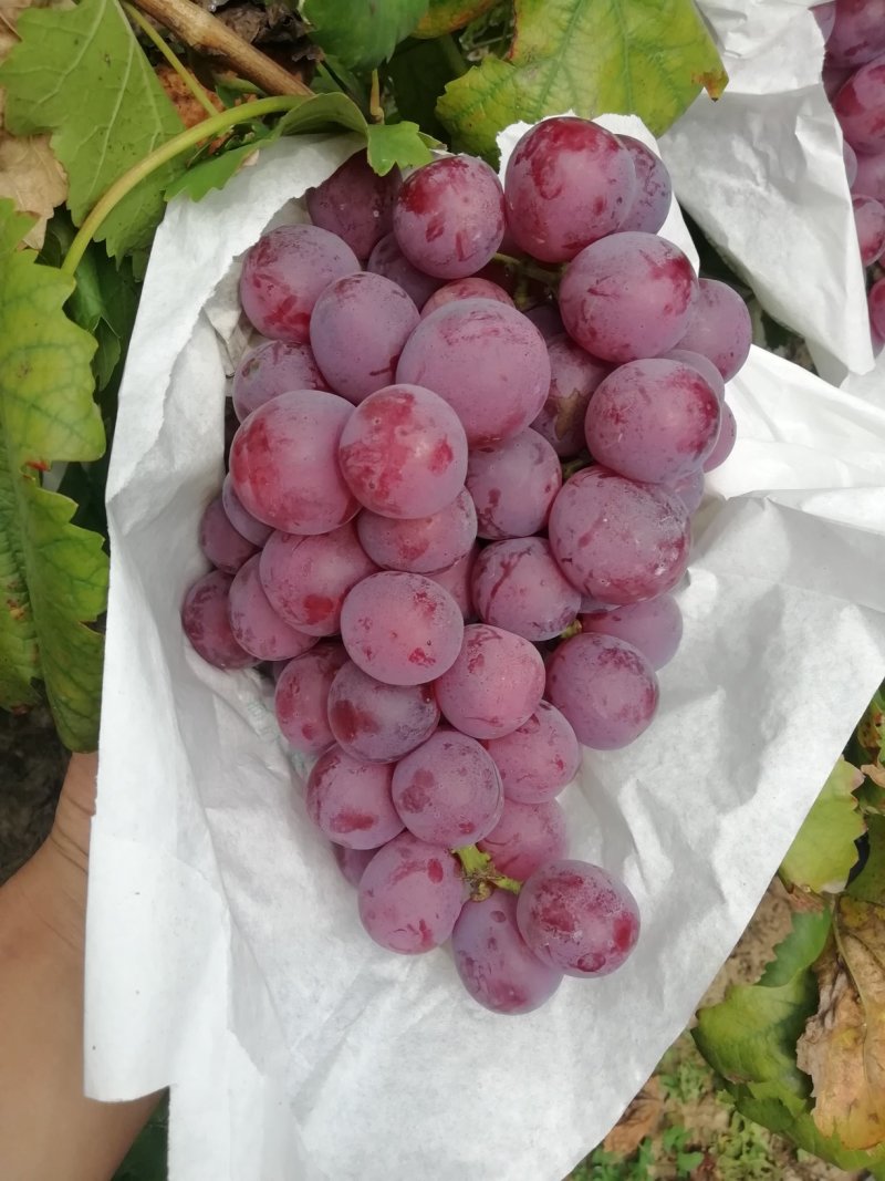 大荔红提葡萄批发，优质红提葡萄基地，万亩红提葡萄行情