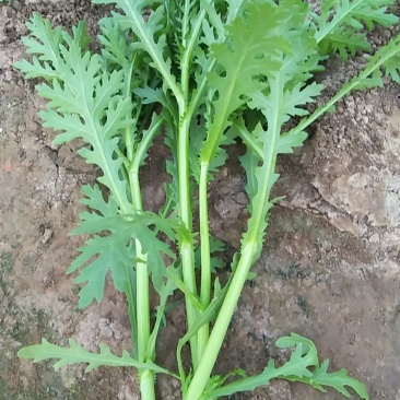 茼蒿
