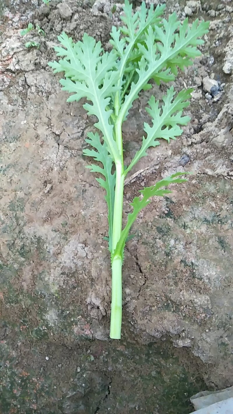 茼蒿