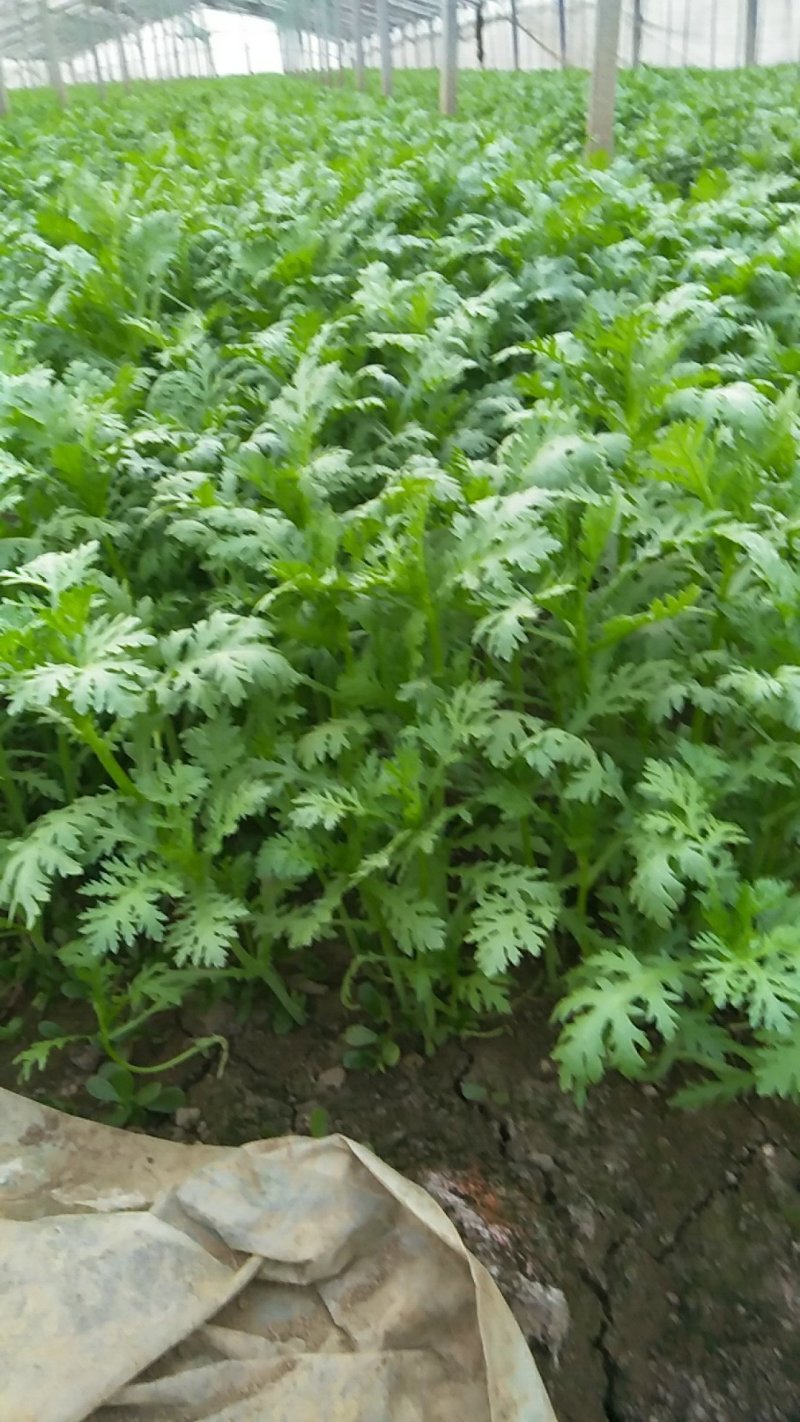 茼蒿