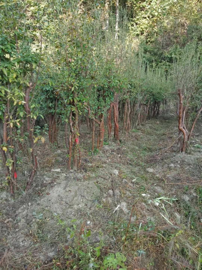 映山红树桩