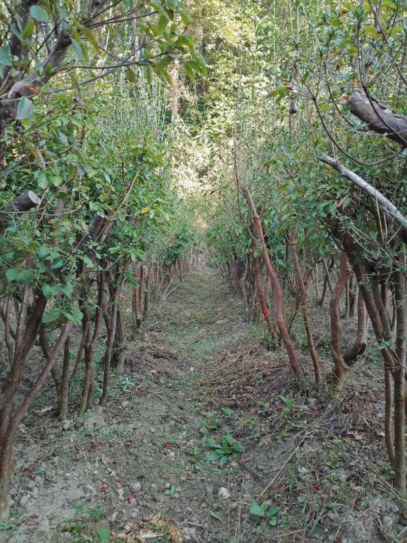 映山红树桩