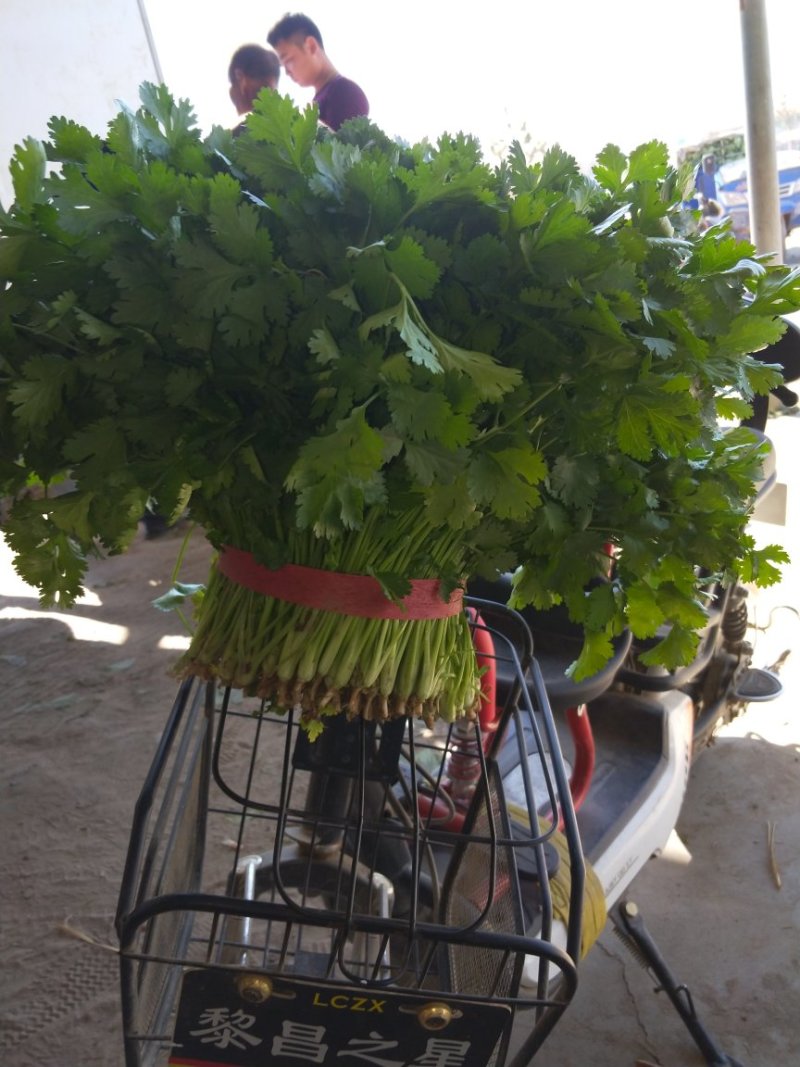 大叶香菜20~30厘米