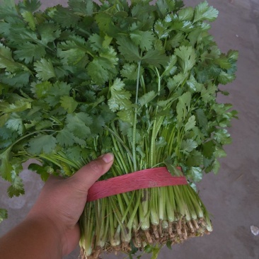 大叶香菜20~30厘米