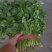 大叶香菜20~30厘米