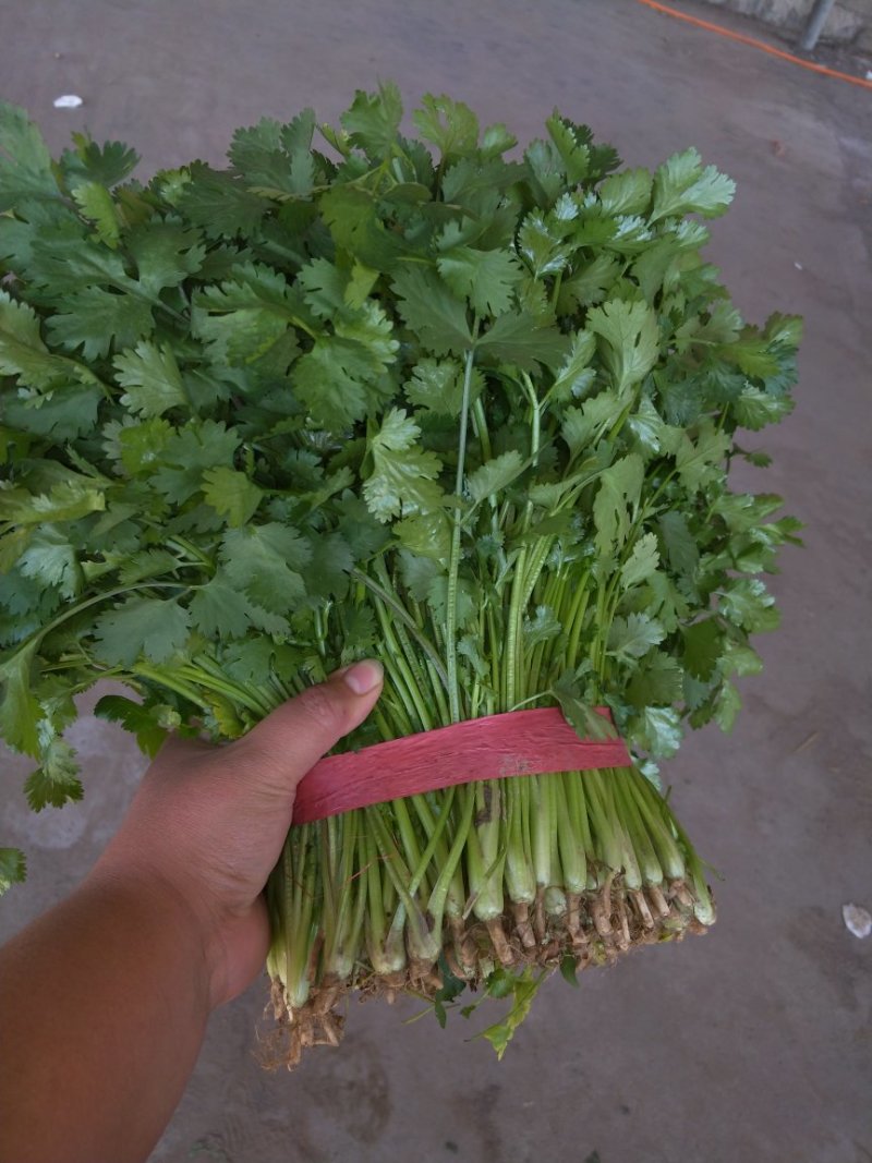 大叶香菜20~30厘米