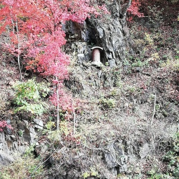 中华蜂蜂蜜