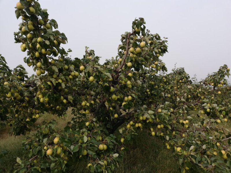 《本草纲目》别录中古老药用止咳梨：鹅梨生产合作社