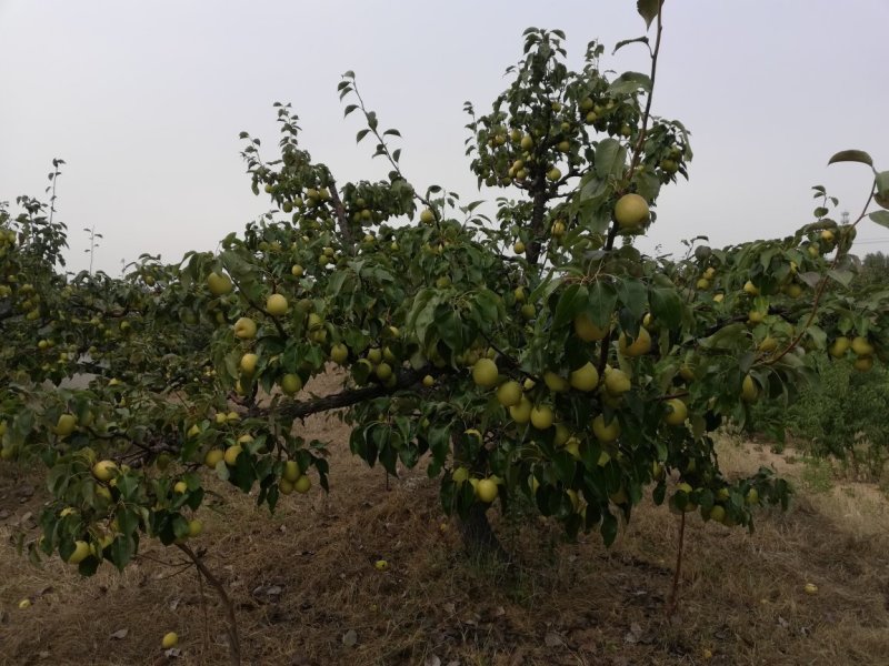 《本草纲目》别录中古老药用止咳梨：鹅梨生产合作社