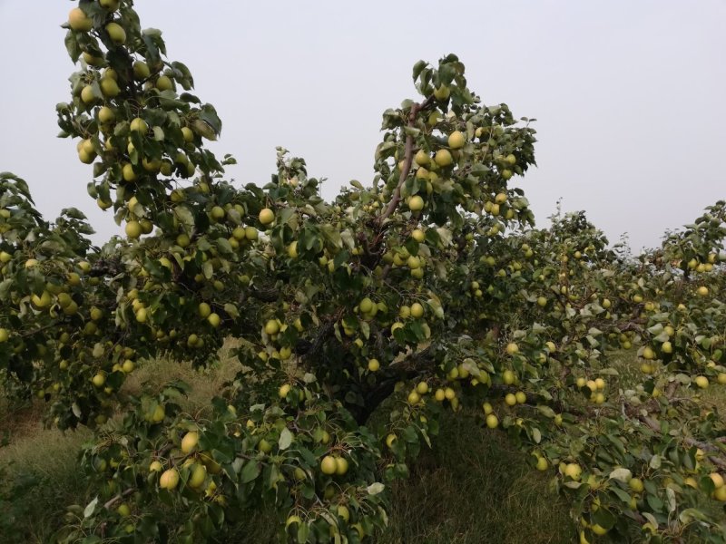 《本草纲目》别录中古老药用止咳梨：鹅梨生产合作社