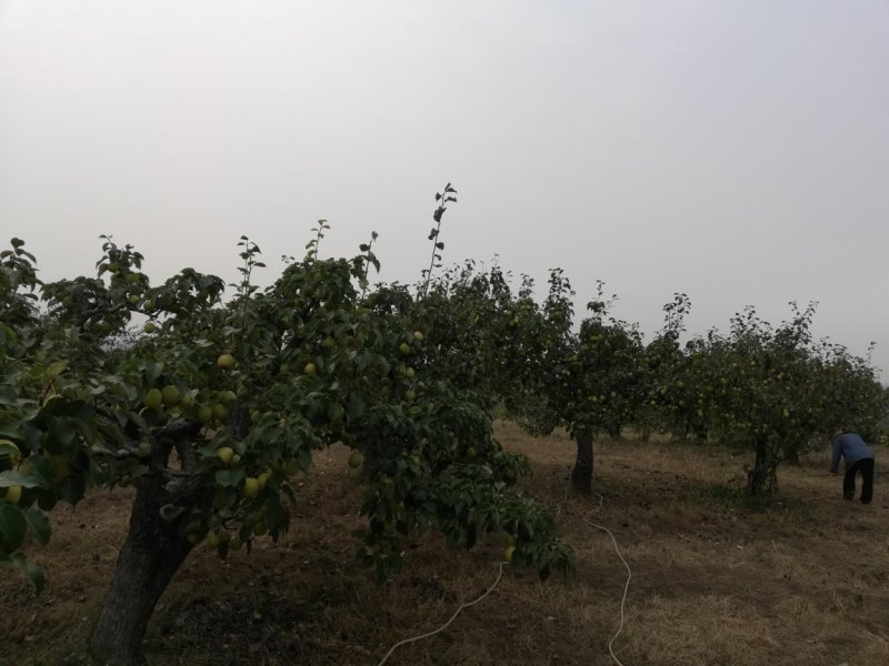 《本草纲目》别录中古老药用止咳梨：鹅梨生产合作社