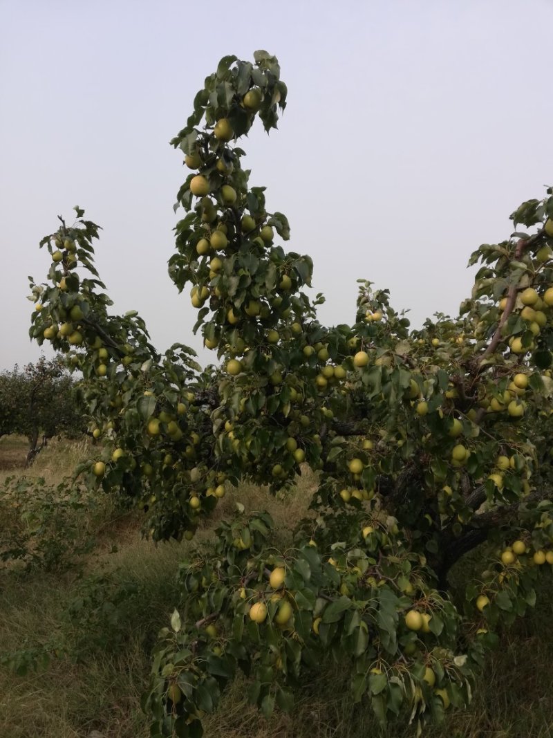 《本草纲目》别录中古老药用止咳梨：鹅梨生产合作社