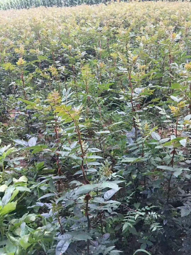 武都:大红袍花椒苗一年苗（伏椒）提供种植技术