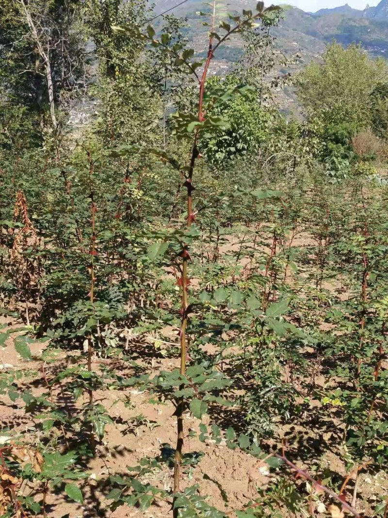 武都:大红袍花椒苗一年苗（伏椒）提供种植技术