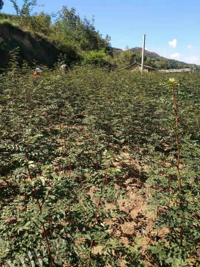 武都:大红袍花椒苗一年苗（伏椒）提供种植技术